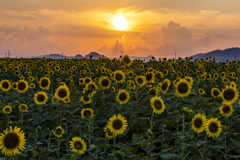 夏の夕暮れと向日葵