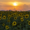 夏の夕暮れと向日葵