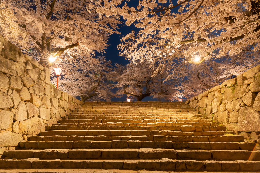 夜桜