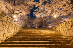 夜桜