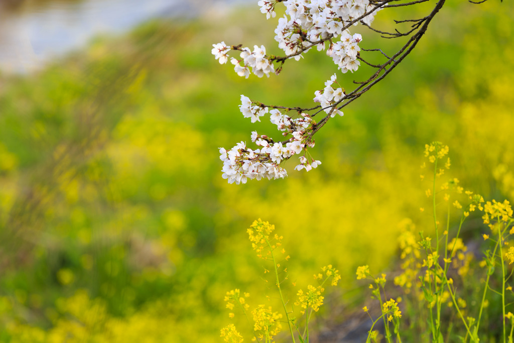 桜咲く頃