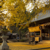 銀杏積もる福田神社