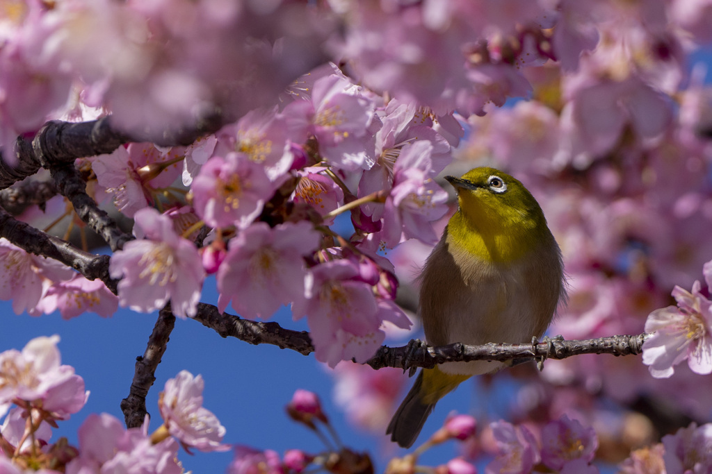 河津桜とメジロ