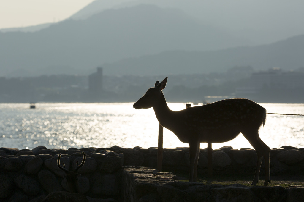 真夏の厳島神社