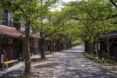 深緑の桜並木