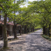 深緑の桜並木