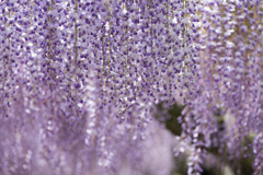 Wisteria shower