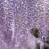 Wisteria shower