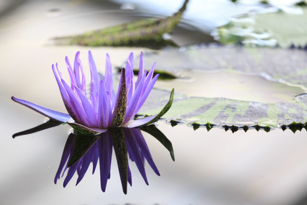 water lily