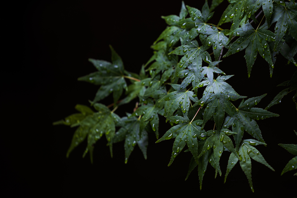 雨上がり