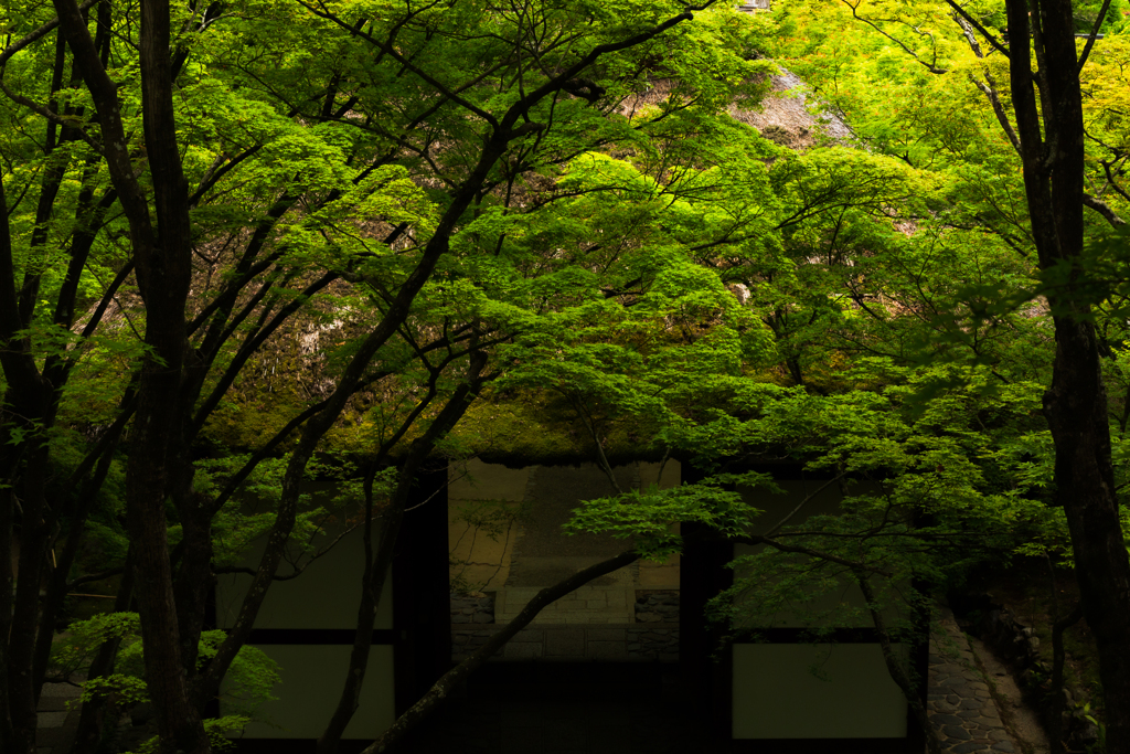 常寂光寺の緑