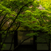 常寂光寺の緑