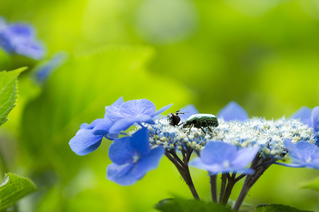 額紫陽花