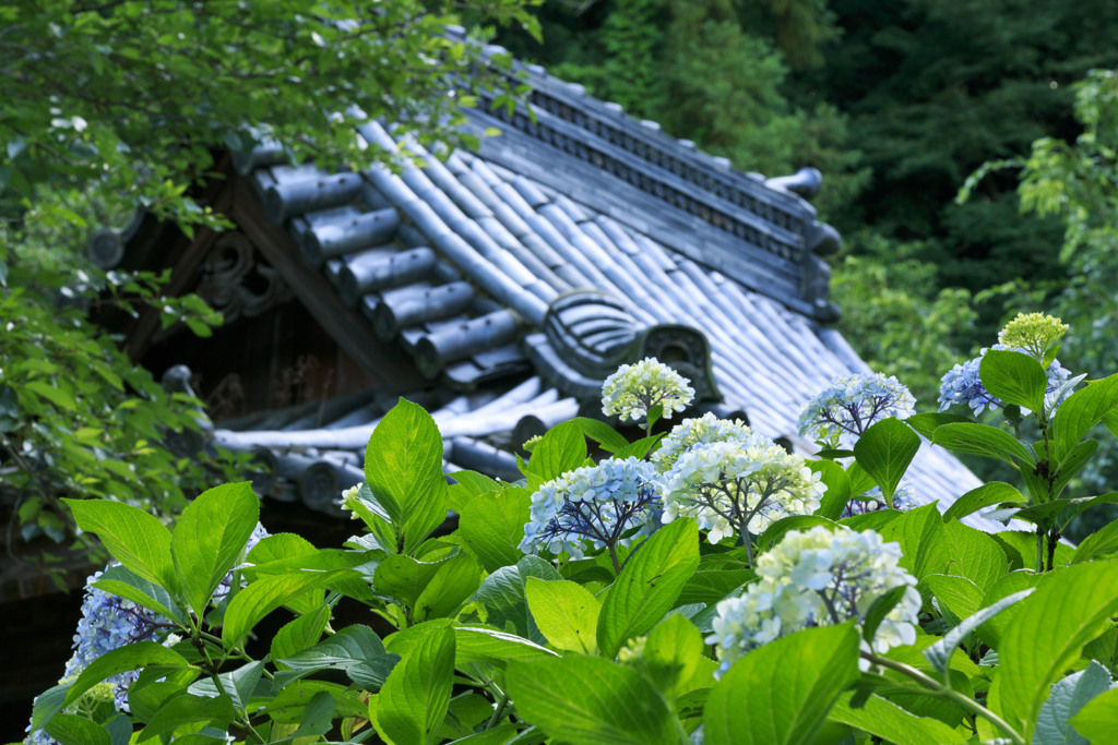 初夏を彩る花