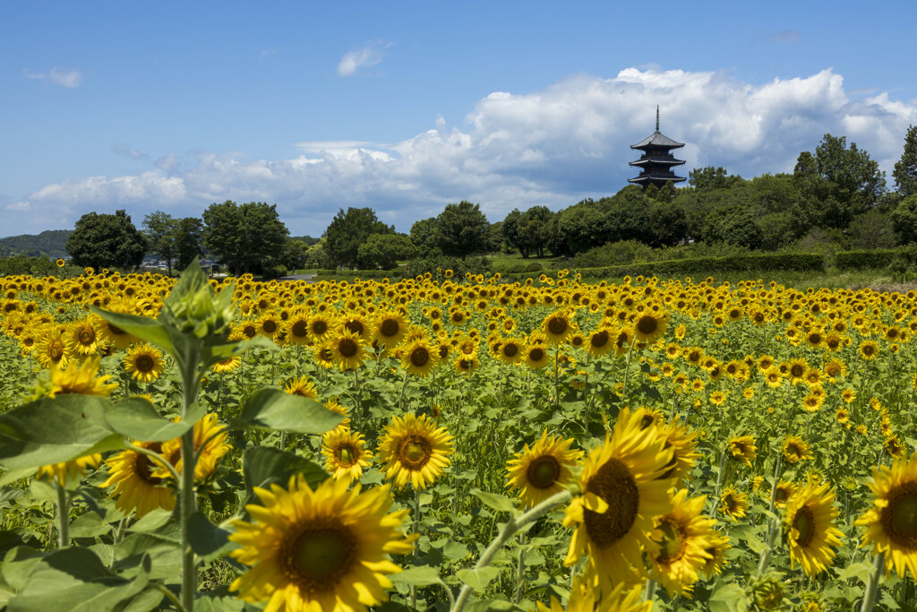 向日葵と夏雲