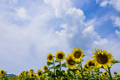 夏の花