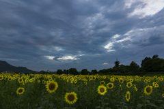 梅雨のひまわり