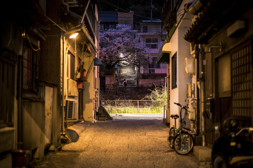 路地灯りと桜