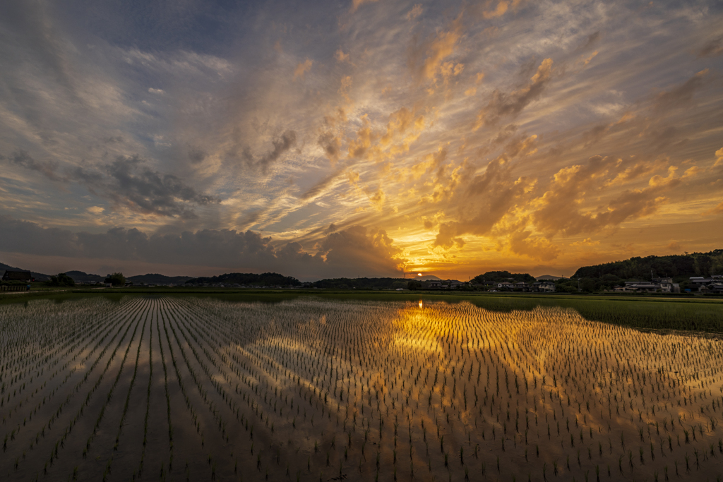 夕焼けの水田