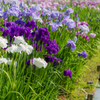 花菖蒲