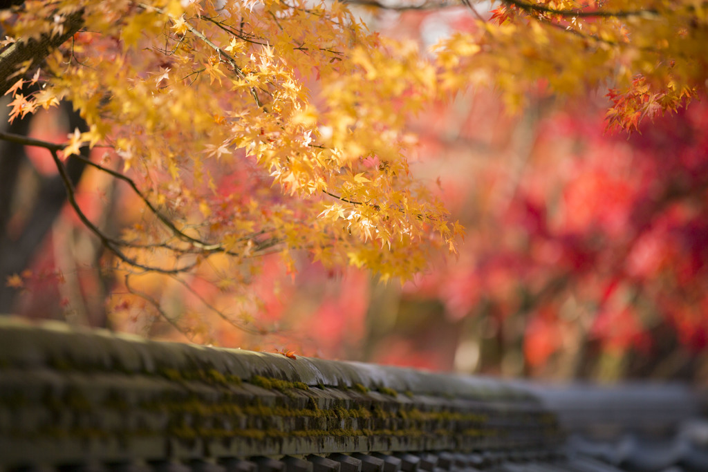 晩秋の禅林寺