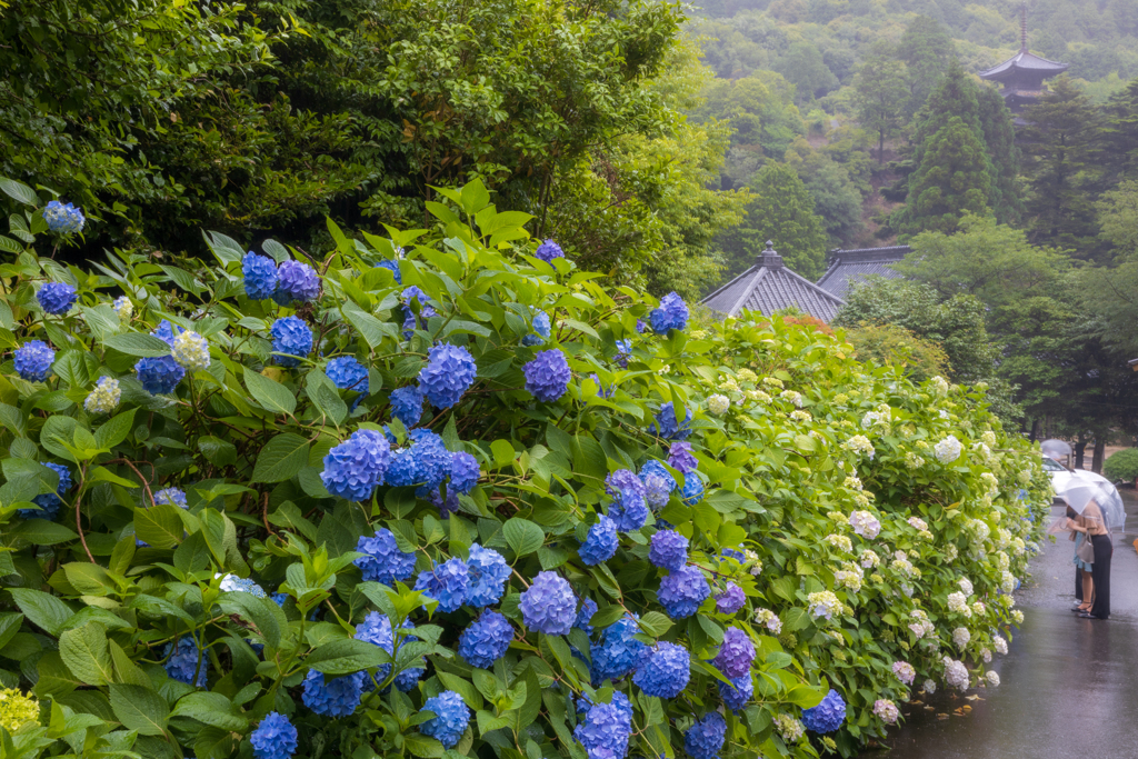 梅雨を彩る