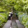 雨のあじさい寺