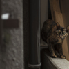 路地猫