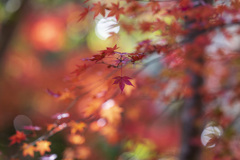 autumn color