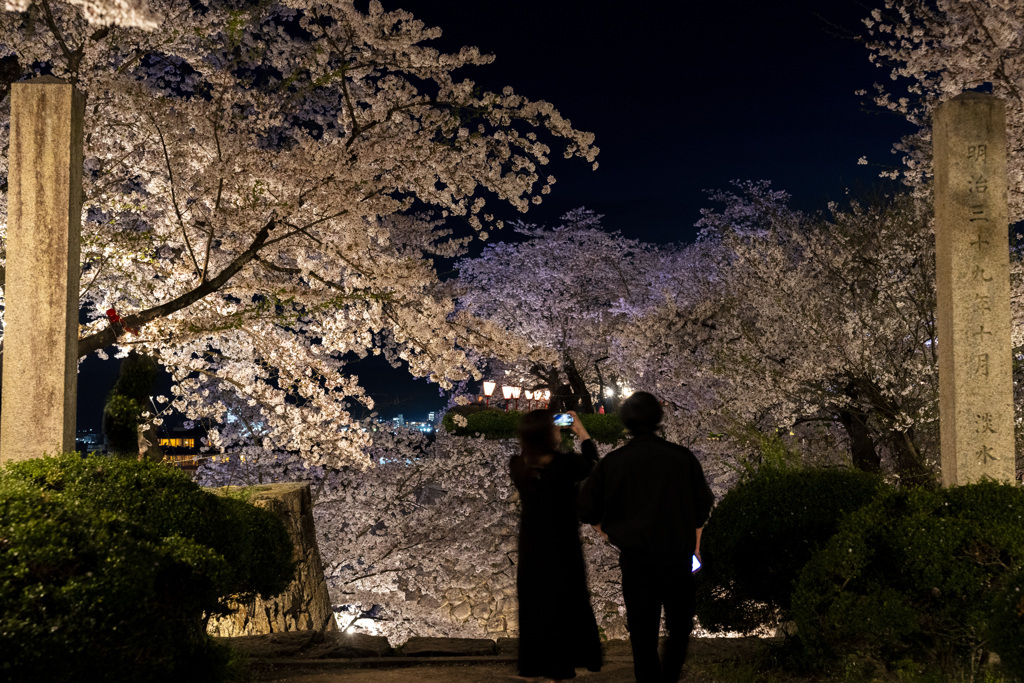鶴山公園の桜祭り