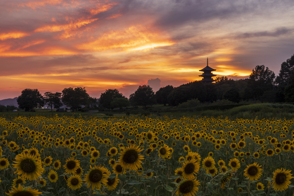 夏の夕暮れと向日葵