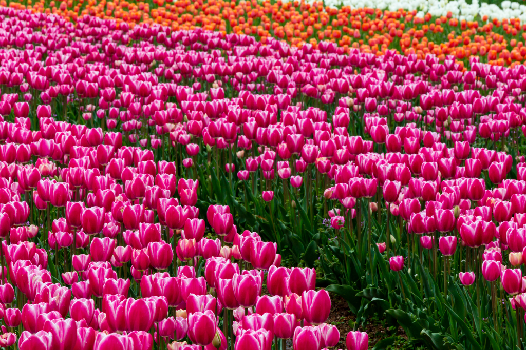 tulip line