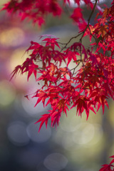 宝福寺の紅葉