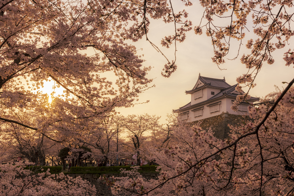 夕陽と鶴山公園