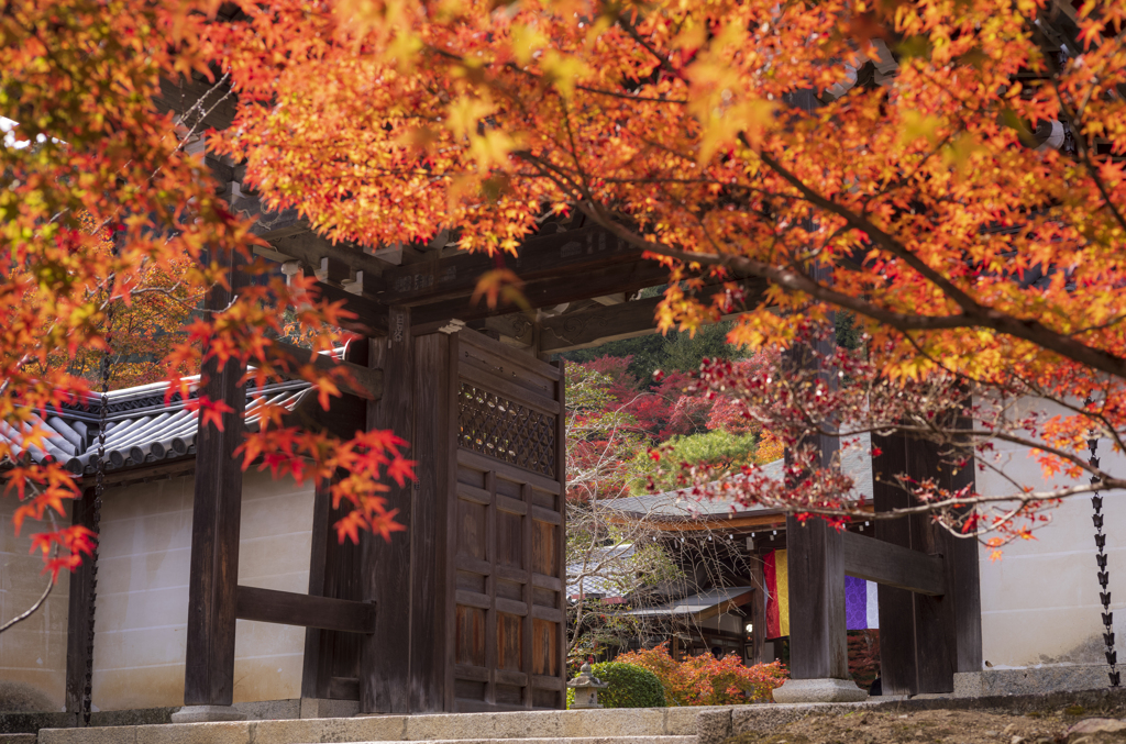 二尊院の紅葉