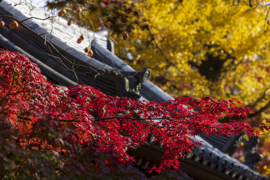 色ずく紅葉