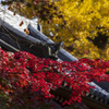 色ずく紅葉