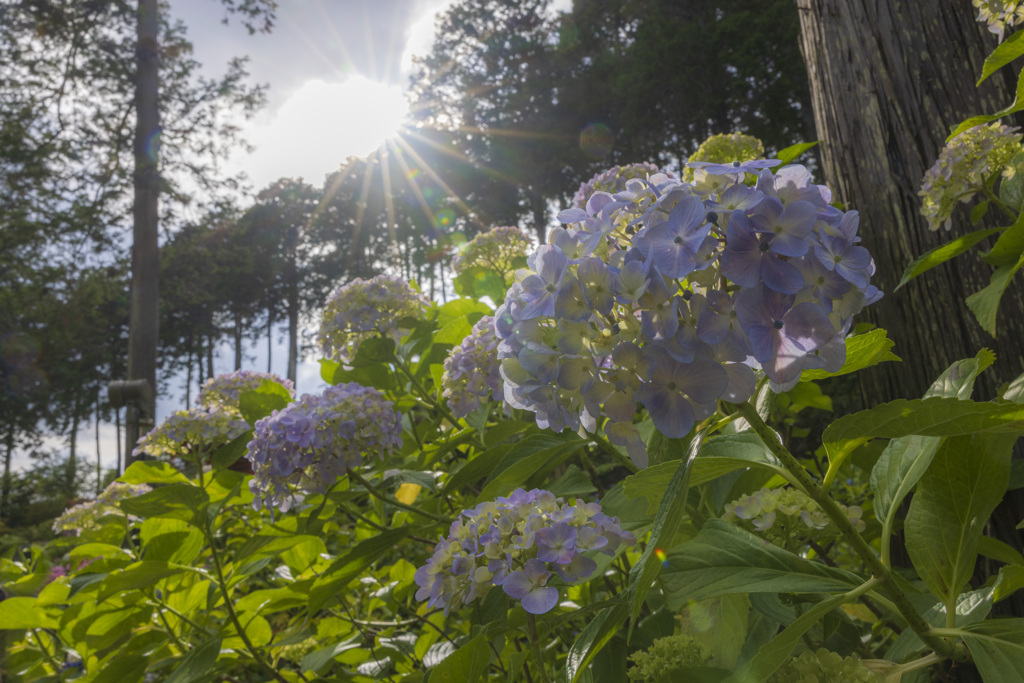 三室戸寺の紫陽花