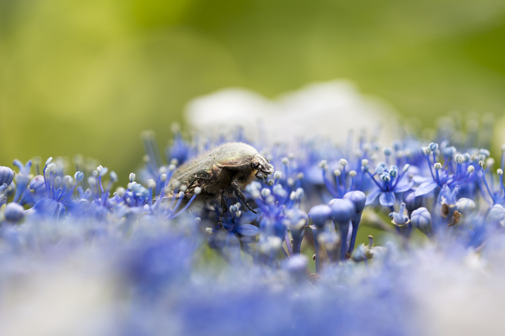 紫陽花とはなむぐり