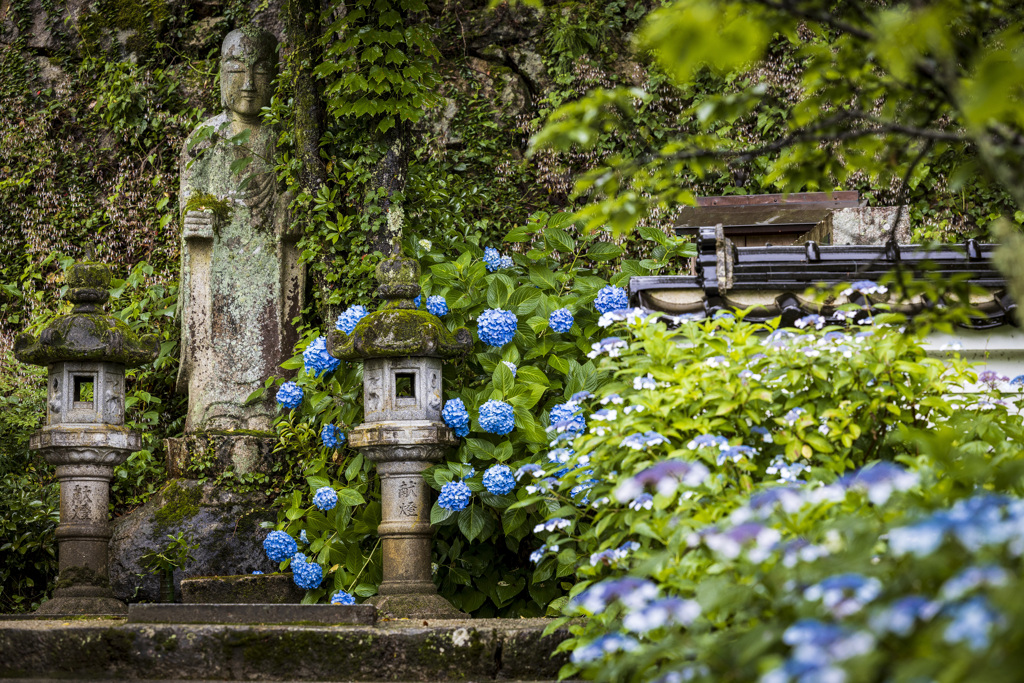 紫陽花とお地蔵さん