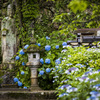 紫陽花とお地蔵さん