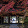 晩秋の曹源寺