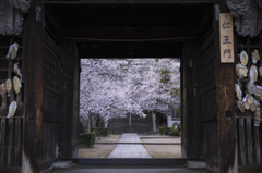 西國寺の桜
