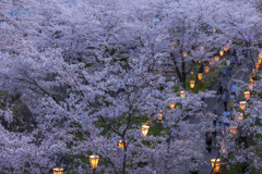 城下の夜桜