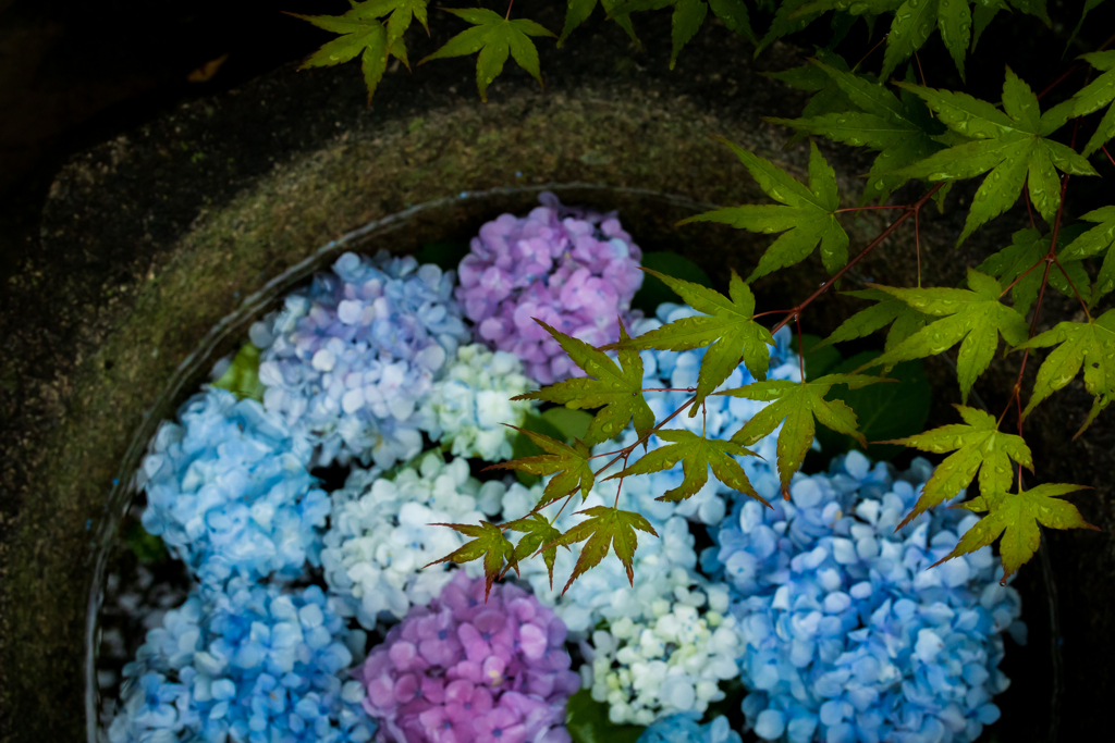 もみじと紫陽花