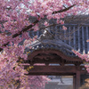 桜咲く山門