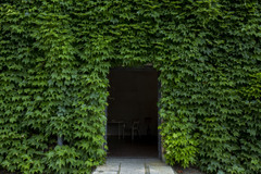 ivy