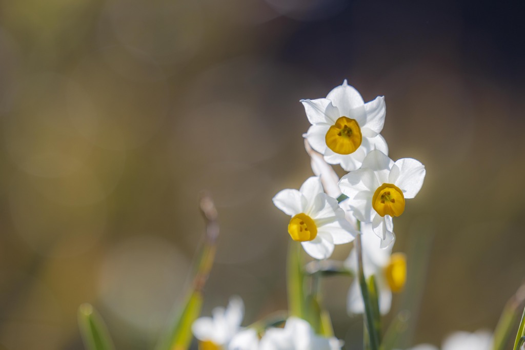 早春の花