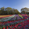 Tulip line