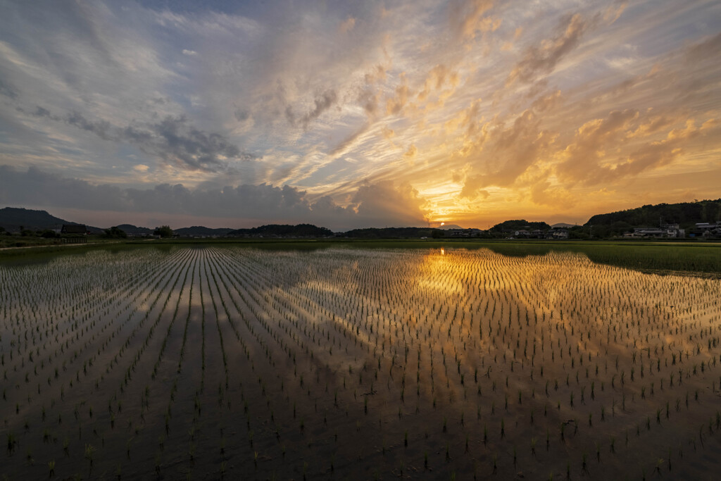 夕焼けに染まる水田